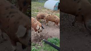 send to someone who loves piggys 😍😍😍😍 fypシ゚viral zoo piggy pig youtube [upl. by Yran]