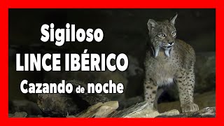 🐱 LINCES IBERICOS Cazando  Noche en Sierra de Andújar [upl. by Koziara]