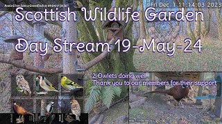 Day Stream May 19th 2024  Bird Feeders Wildlife Cameras Scotland UK from SWG [upl. by Assyn]