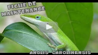 ANOLIS CAROLINENSIS  Conseils et renseignements [upl. by Shieh]