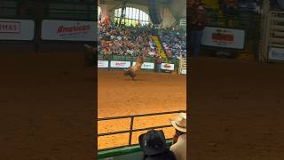 🐂Majestic Bulls  Stockyards Champs Rodeo  Cowtown Coliseum [upl. by Atires]