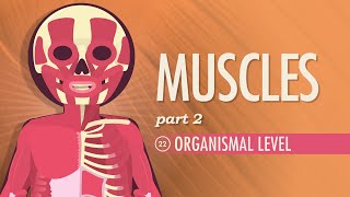 Muscles Part 2  Organismal Level Crash Course Anatomy amp Physiology 22 [upl. by Bunns]