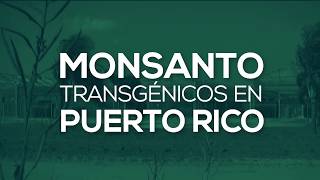 Monsanto Transgénicos en Puerto Rico  Reportaje [upl. by Ahsineg]