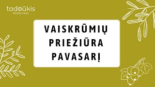 Serbentų ir agrastų pavasarinė priežiūra Apsauga nuo ligų kenkėjų genėjimas [upl. by Anoek]