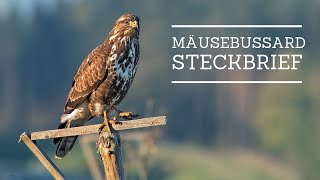 Mäusebussard  Steckbrief Aussehen Ruf Verbreitung und mehr [upl. by Annawak]