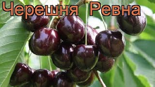 Черешня средний Ревна cerasus avium revna 🌿 черешня Ревна обзор как сажать саженцы черешни Ревна [upl. by Viv]