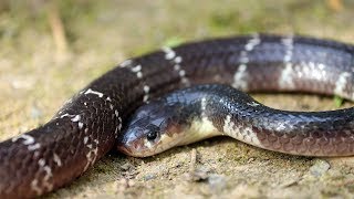 Common krait snake Bungarus caeruleus rescue and release [upl. by Calder]