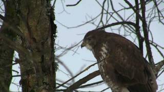 BUSE Variable  Buteo buteo  Portrait en Hiver  BRUITX [upl. by Lytton]