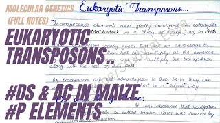 Eukaryotic Transposons  Ds and Ac in Maize  P Elements in Drosophila  full concept in UrduHindi [upl. by Thunell771]