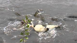 Crocodiles feeding on zebra  Part 2  wildebeest migration 2012 [upl. by Eelam]