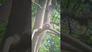 A squirrel relaxes on a branch  30 August 2024 [upl. by Atis]