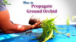 How to Propagate Ground Orchid  Spathoglottis plicata PropagationGREEN PLANTS [upl. by Llirred115]