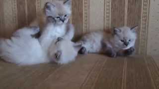 Available siberian neva masquerade kittens for sale sibirushkacom [upl. by Aicened224]