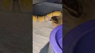 Ball Python Moves Fast [upl. by Mcspadden]