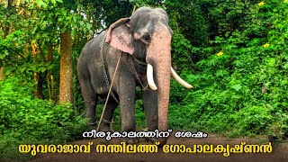 നന്തിലത്ത് ഗോപാലകൃഷ്ണൻ പുതിയ സീസണിൽ 😍🥰 Nandhilath Gopalakrishnan Latest  NGK keralaelephants [upl. by Oicirbaf992]