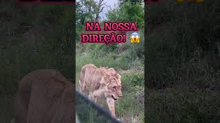 Quase virou comida no Safari na África [upl. by Roede]