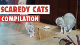 Scaredy Cats Video Compilation 2016 [upl. by Haroldson]