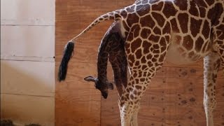 A New York une girafe accouche en direct [upl. by Ingvar]