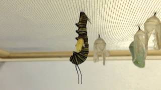 A Tachinid Fly Larva Emerges From a Monarch Caterpillar [upl. by Arretnahs]