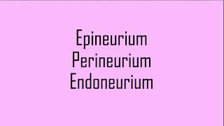 Epineurium Perineurium and Endoneurium of the Nerve [upl. by Analah]