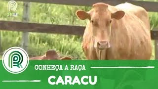 Conheça a história da raça caracu [upl. by Goss993]