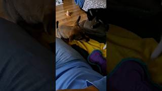 Kitten Battles Puppy kitten puppy ufc [upl. by Kyla144]