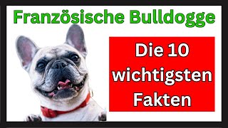 Französische Bulldogge 🐶 Die 10 wichtigsten Fakten dieser Hunderasse [upl. by Jenilee]