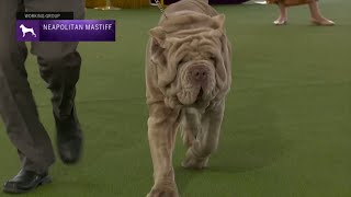 Neapolitan Mastiffs  Breed Judging 2023 [upl. by Arretnahs350]