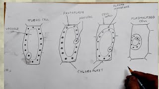 how to draw plasmolysed cell turgid [upl. by Durarte]