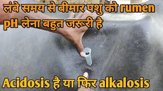 भैस में rumen pH की जांच कैसे होती है  rumen pH लेना इतना जरूरी क्यों होता है  acidosisalkalosis [upl. by Kajdan]