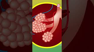 What Is PNEUMONIA  World Pneumonia Day Special shorts worldpneumoniaday diseases [upl. by Dray237]