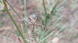 Argiope lobata ή Αργιόπη η λοβωτή [upl. by Sined]