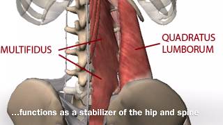 Quadratus Lumborum [upl. by Dnomed929]