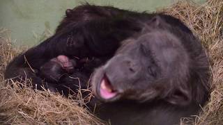 Twin baby chimpanzees – Nacimiento de mellizos de chimpancé en BIOPARC Valencia [upl. by Clarence]