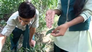 wipro earthian 2015 tracing footprints on leaves by ML convent school  jalaun up [upl. by Saticilef]