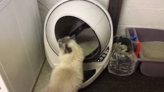 Litter Robot 3 Review  How A SelfCleaning Litter Box Works  LitterRobot  Floppycats [upl. by Safoelc]