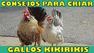 7 Consejos Importantes para Cuidar a tus Kikirikis [upl. by Ihana]