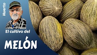 EL MELÓN EL CULTIVO DEL MELÓN PIEL DE SAPO PASO A PASO de una manera sencilla [upl. by Imer]