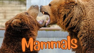 Mammals Up Close Diversity Adaptations and Wonder [upl. by Dobb]