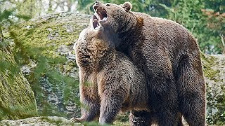 Nationalpark Bayer Wald BraunBären flirten und paaren sich Mating [upl. by Anoyek]