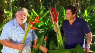 The Garden Gurus  Heliconia and Tropical Ginger [upl. by Nyvek]