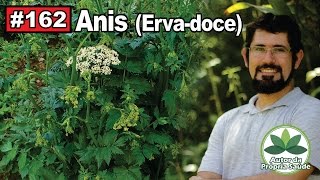 Autor da Própria Saúde  Anis Ervadoce menopausa gastrite diabetes prisãodeventre [upl. by Bello664]