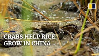 River crabs enrich rice fields in northeast China [upl. by Rodney97]