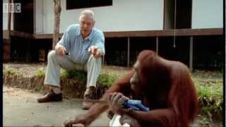 Attenborough Amazing DIY Orangutans  BBC Earth [upl. by Alper]