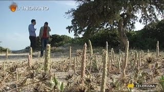 SACRA CORONA TURISTICA  le mani dei clan su Porto Cesareo [upl. by Ayokahs]