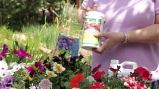 How to Fertilize Petunias  Grow Guru [upl. by Dosi]