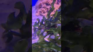 Cute Seahorse seahorses seacreatures seaanimals aquarium [upl. by Eelesor]