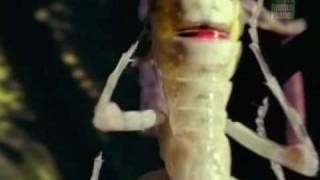 Praying Mantis Documentary Part 1 [upl. by Nirrej]