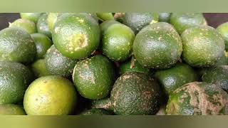 Nutritional facts and health benefits of Calamansi fruits healthbenefits [upl. by Horowitz]