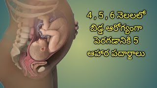 Baby Development Foods During Pregnancy In second trimester pregnancy caring [upl. by Gaut]